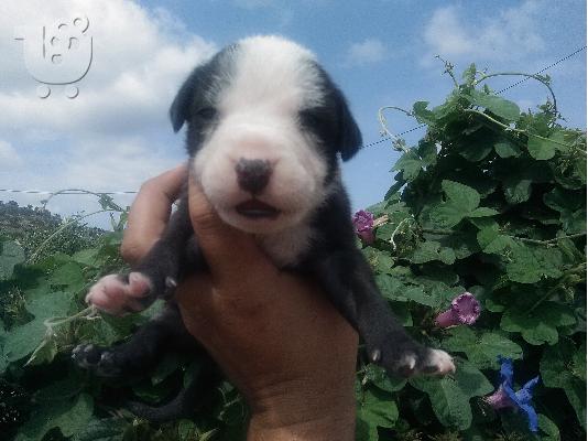 pitbull terrier