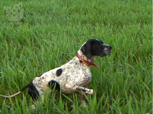 POINTER KOYTABIA