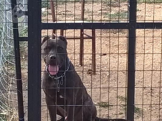 πωλείται american pitbull