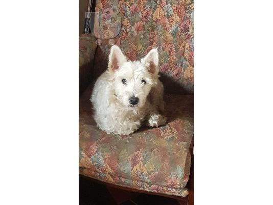 Κουτάβια West Highland Terrier