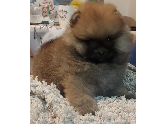 PoulaTo: Pomeranian Spitz Κορυφαία ποιότητα