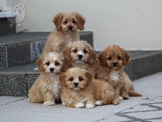PoulaTo: Κουτάβια AKC Cavapoo