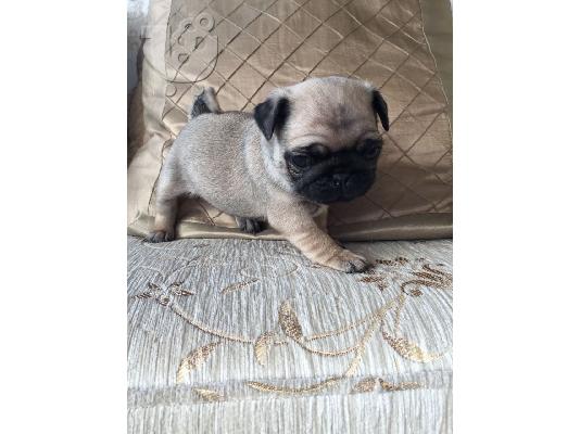 Όμορφη καθαρής φυλής Αγόρια Pug κουτάβι για πώληση