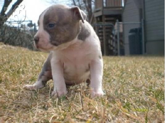 PoulaTo: Όμορφα κουτάβια Pitbull !!