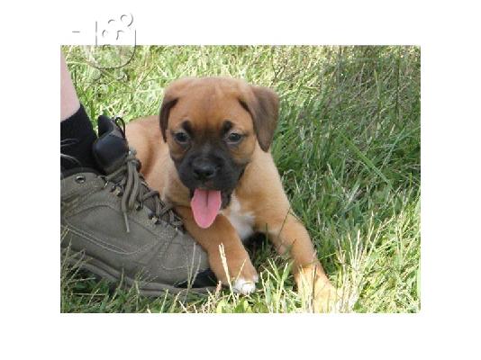 BOXER κουτάβια για υιοθεσία