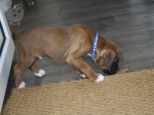 BOXER  μπόξερ