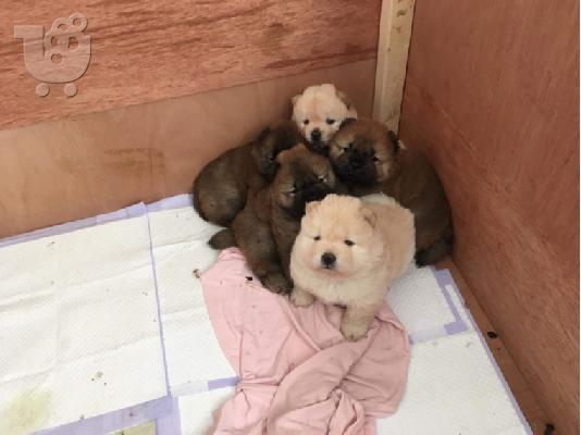 PoulaTo: Πολύ παιχνιδιάρικο Chow Chow Pups