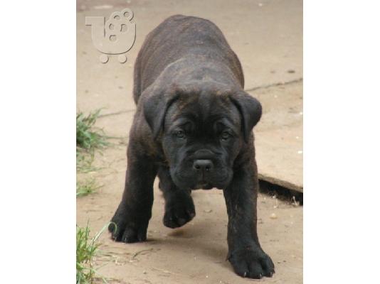 cane corso