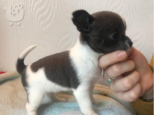 PoulaTo: τσιουάουα  mini /  chihuahua mini