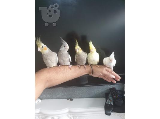 PoulaTo: Πολύ φιλικό παπαγάλοι Cockatoo προς πώληση