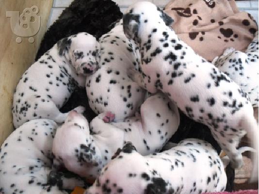 PoulaTo: Dalmatian