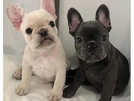 PoulaTo: Γαλλικο μπουλντογκ - French Bulldog