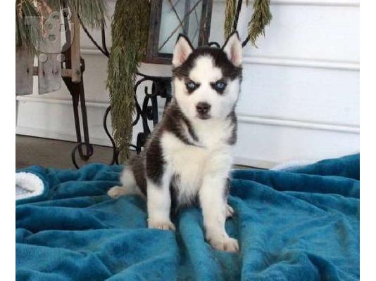 PoulaTo: Όμορφα κουτάβια Siberian Husky για καλό σπίτι