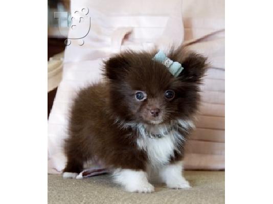 PoulaTo: Pomeranian κουτάβι