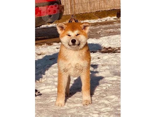 Γιαπωνέζικο Akita Inu κουτάβια