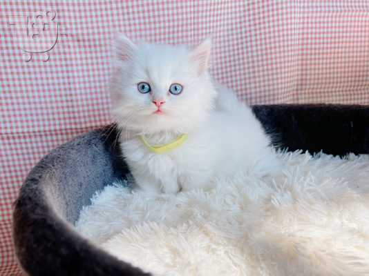 PoulaTo: Munchkin Kitten