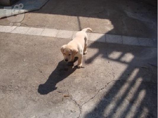 LABRADOR
