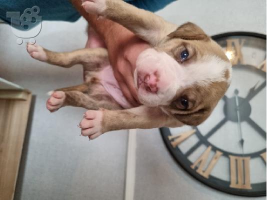 PoulaTo: Πωλούνται κουτάβια Pitbull