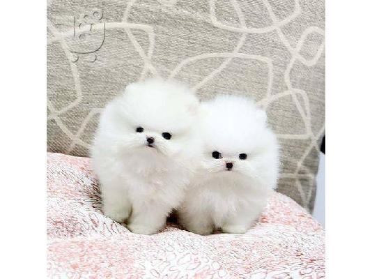PoulaTo: Καταπληκτικά κουτάβια από Pomeranian!