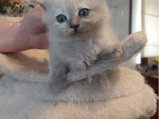 PoulaTo: γατάκια Ragamuffin