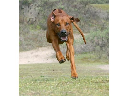 PoulaTo: RHODESIAN RIDGEBACK ΚΑΘΑΡΟΑΙΜΟ ΚΟΥΤΑΒΑΚΙ
