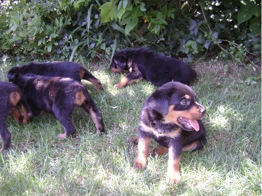 PoulaTo: rottweiler ροτβαιλερ