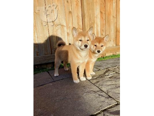 PoulaTo: Shiba Inu Puppy s