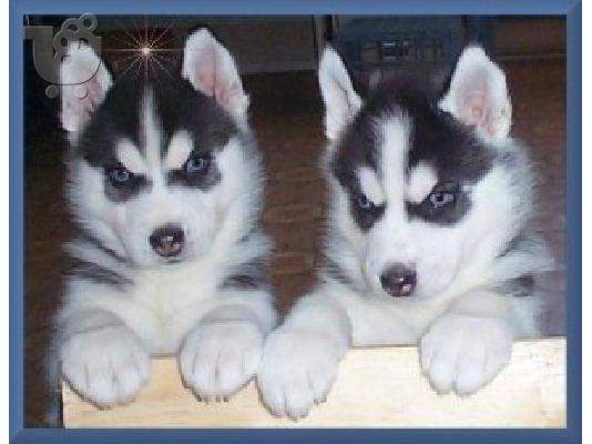 PoulaTo: Siberian Husky κουτάβια
