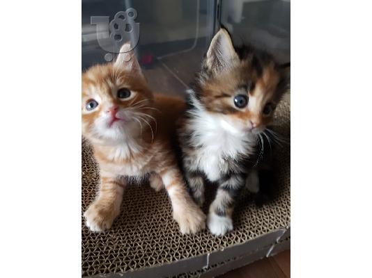 Όμορφα cross-γατάκια maincoon προς πώληση ψάχνοντας για