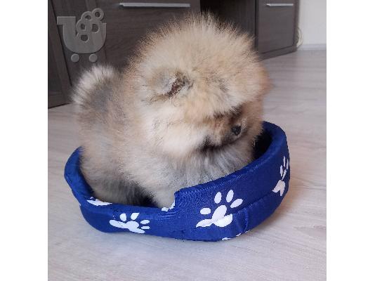 Pomeranian κουτάβια