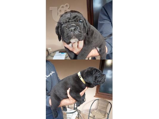 Cane Corso κουτάβια προς πώληση