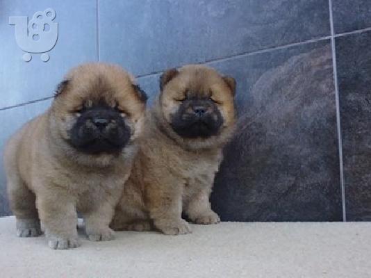 PoulaTo: CHOW CHOW
