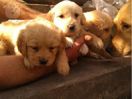 PoulaTo: GOLDEN RETRIEVER