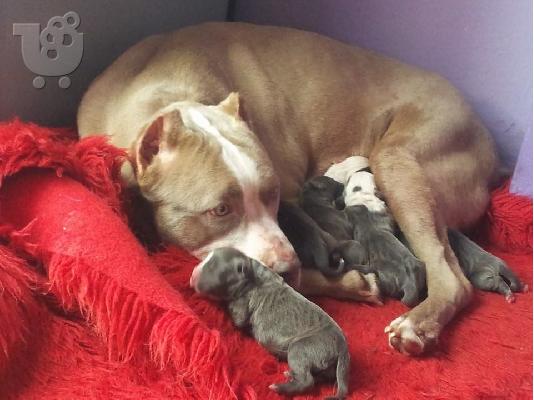 pit bull blue spania