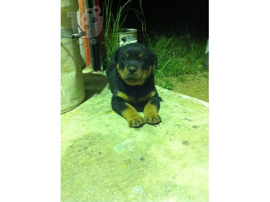 PoulaTo: Rottweiler