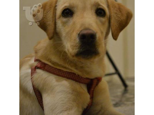 ΠΩΛΕΙΤΑΙ ΚΑΘΑΡΟΑΙΜΟ ΧΡΥΣΑΦΙ LABRADOR