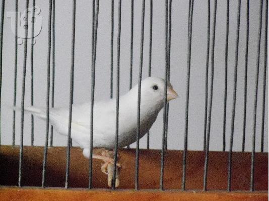 PoulaTo: Birds