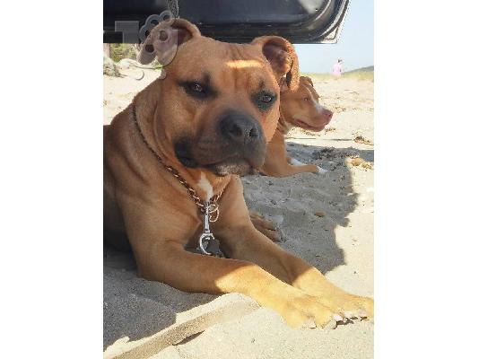 Pit Bull