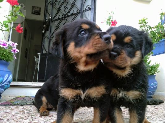 PoulaTo: Rottweiler