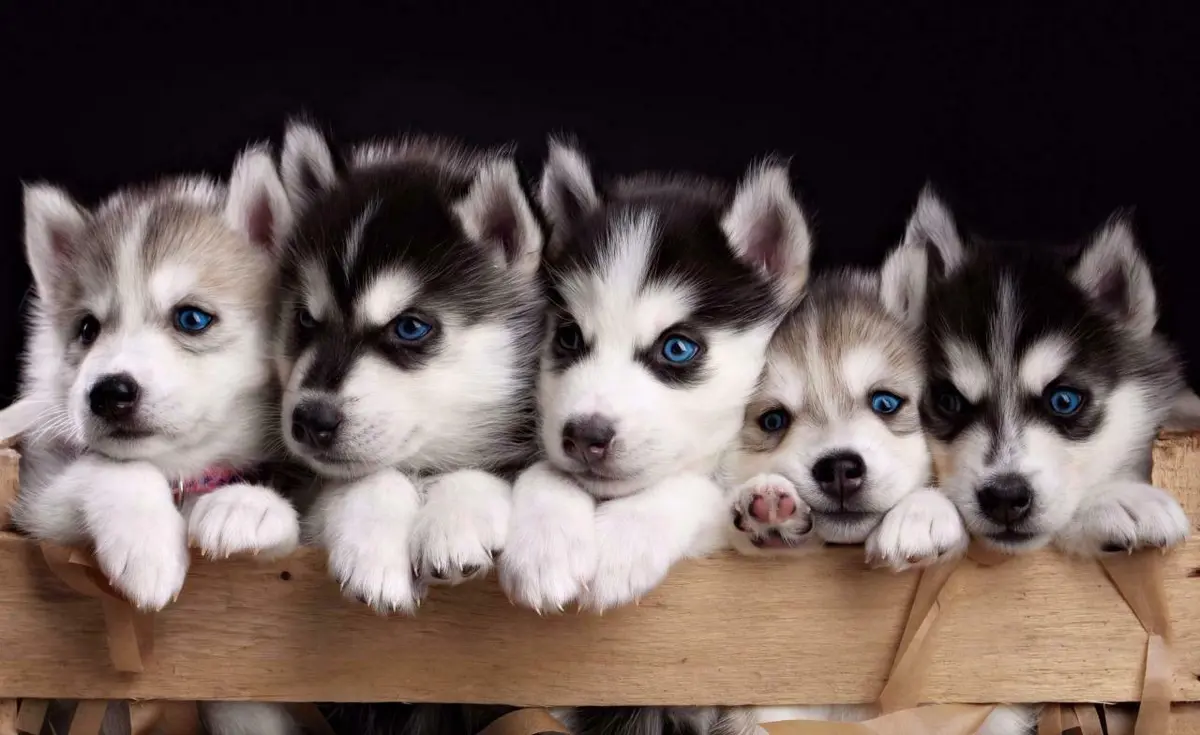 PoulaTo: Husky