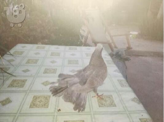 Περιστέρια  Βεντάλιες.