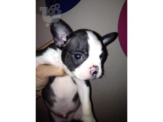 Boston terrier