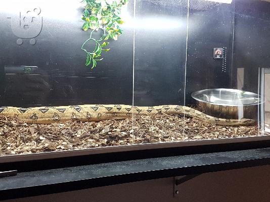 BCI BOA Constrictor