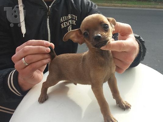 PoulaTo: Pinscher toy