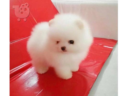 PoulaTo: Γεια σας, εδώ έχουμε 2 πανέμορφα κουτάβια Pomeranian, 1