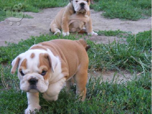 PoulaTo: English Bulldog-Αγγλικό Μπουλντόγκ