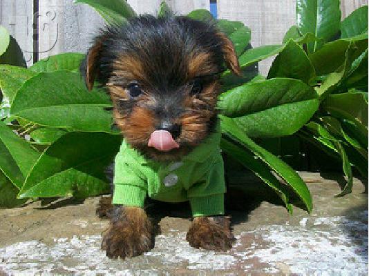 PoulaTo: Yorkshire terrier