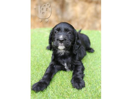 spoodle Puppies