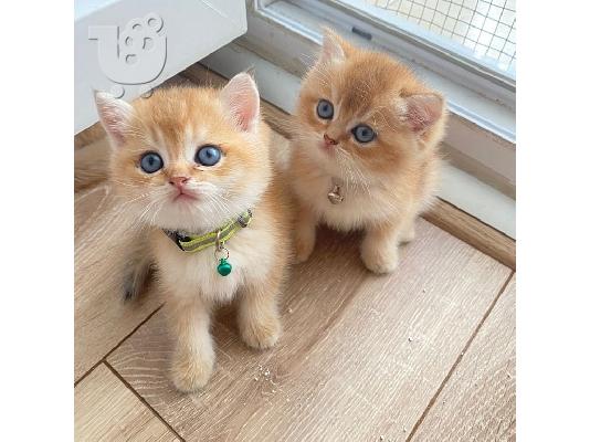 PoulaTo: British Shorthair Kittens Ready