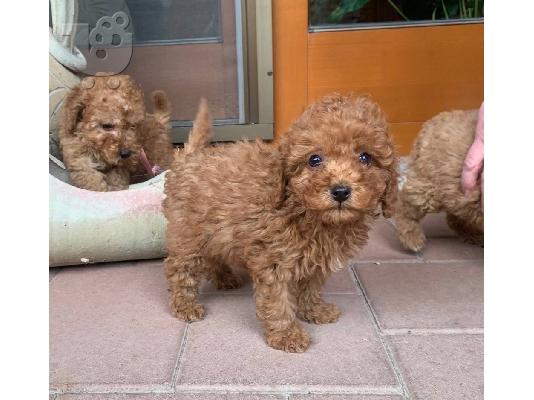 PoulaTo: Poodle apricot mini - Κανίς βερυκοκί μίνι